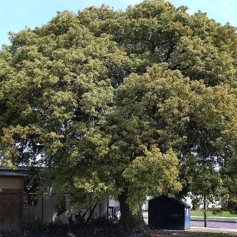 thumbnail for publication: Cinnamomum camphora: Camphor-Tree